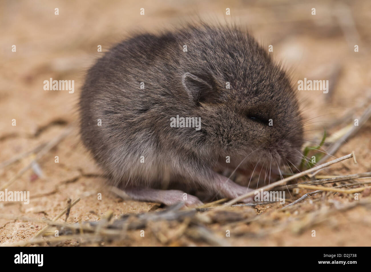 Baby mouse cervi nel Parco nazionale Badlands; Dakota del sud degli Stati Uniti d'America Foto Stock