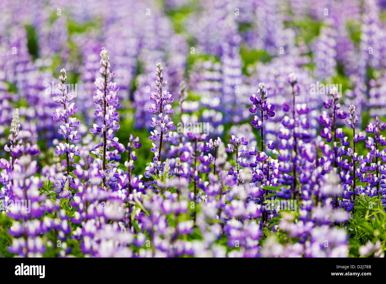 Lupino artico, Lupinus arcticus, fiori in viola bloom vicino a dividere, Penisola di Kenai, Chugach National Forest, Alaska, STATI UNITI D'AMERICA Foto Stock