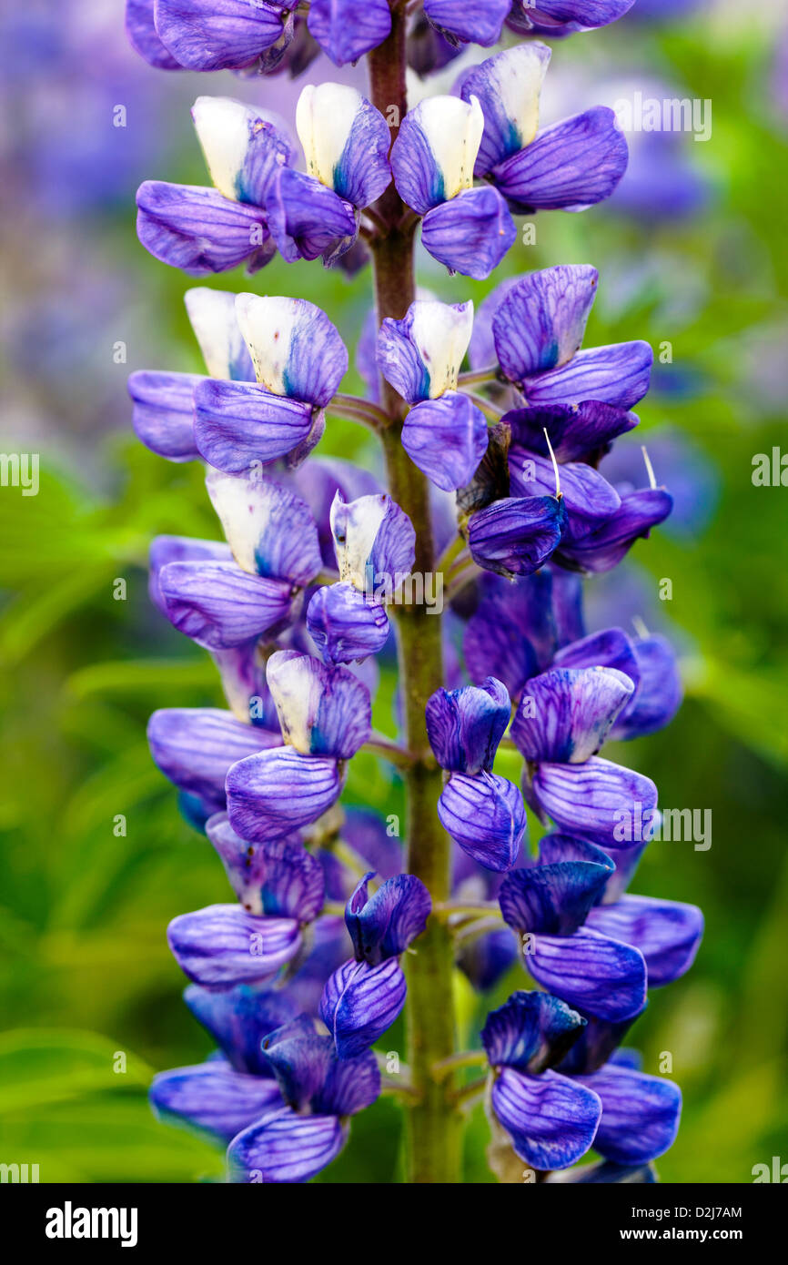 Lupino artico, Lupinus arcticus, fiori in viola bloom vicino a dividere, Penisola di Kenai, Chugach National Forest, Alaska, STATI UNITI D'AMERICA Foto Stock