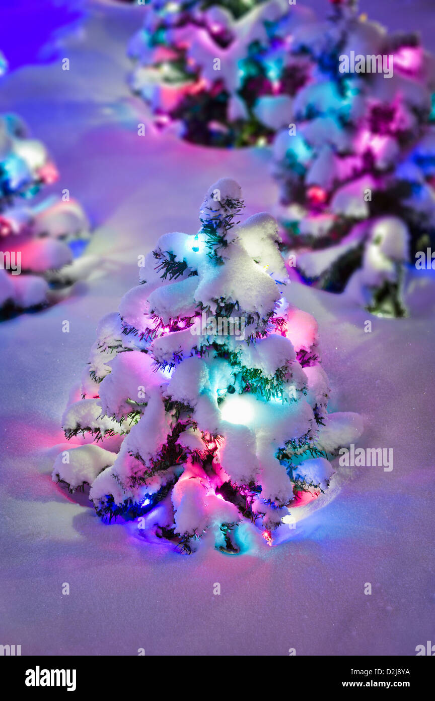 Coperta di neve pini con luci colorate li illuminante; Edmonton Alberta Canada Foto Stock