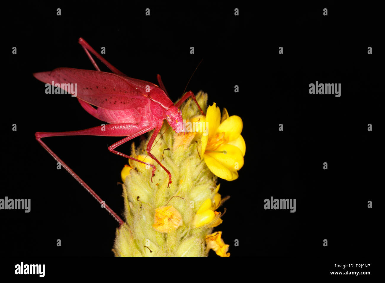 Katydid Oblong-Winged (Amblycorypha oblongifolia), Rosa Morph Foto Stock