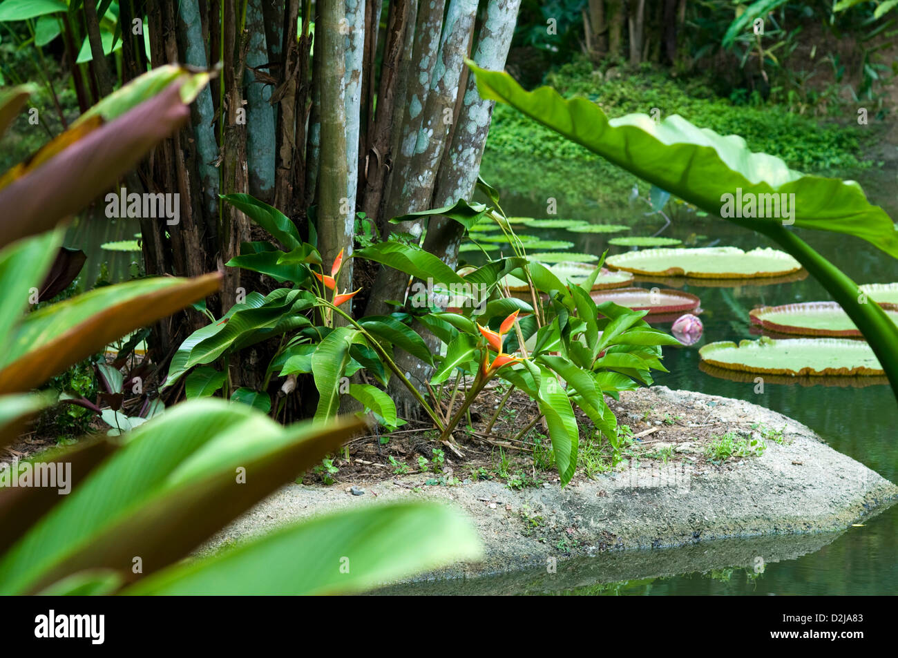 Lily piscina, giardini botanici, Singapore Foto Stock