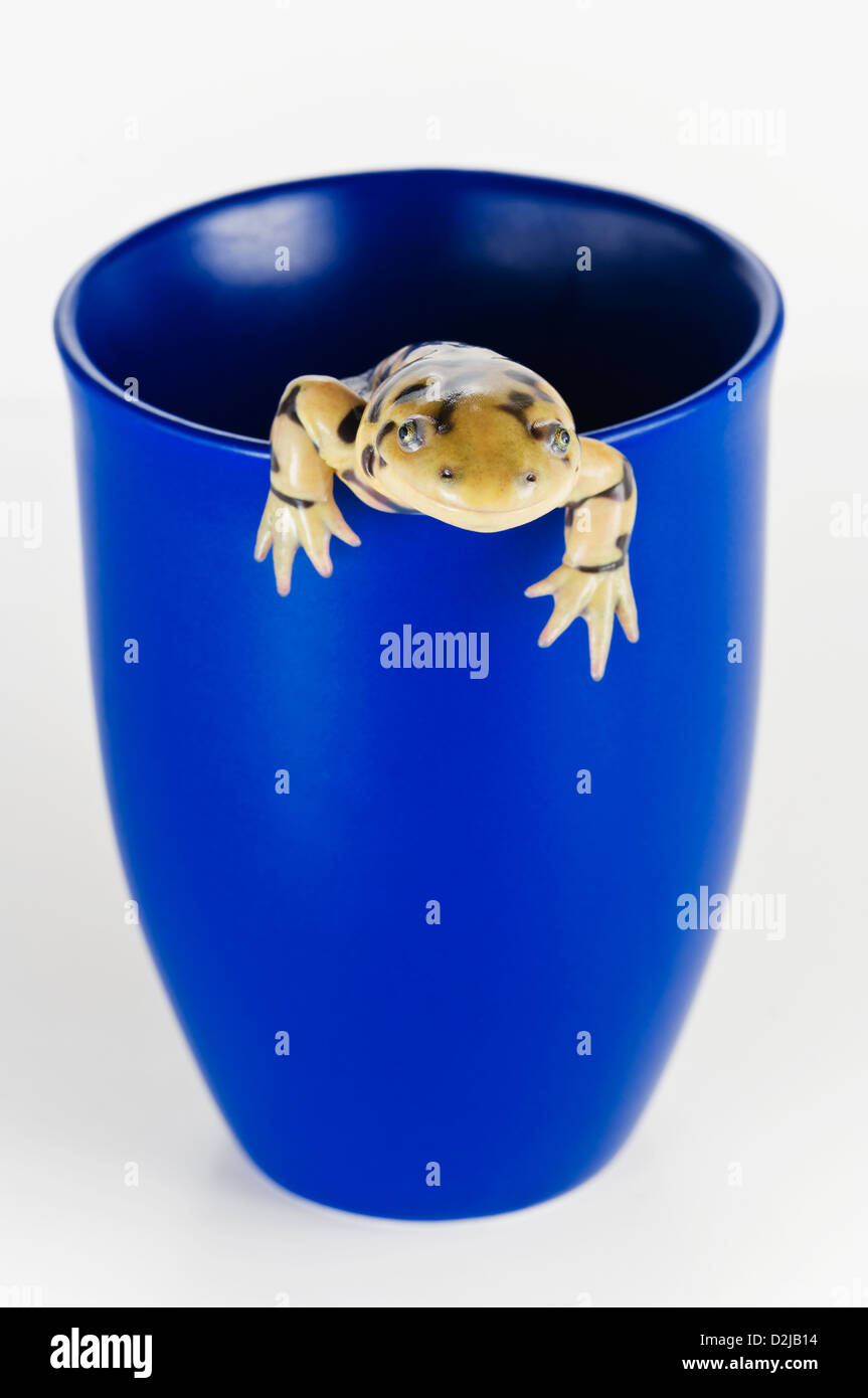Tiger salamander in una tazza blu; Alberta Canada Foto Stock