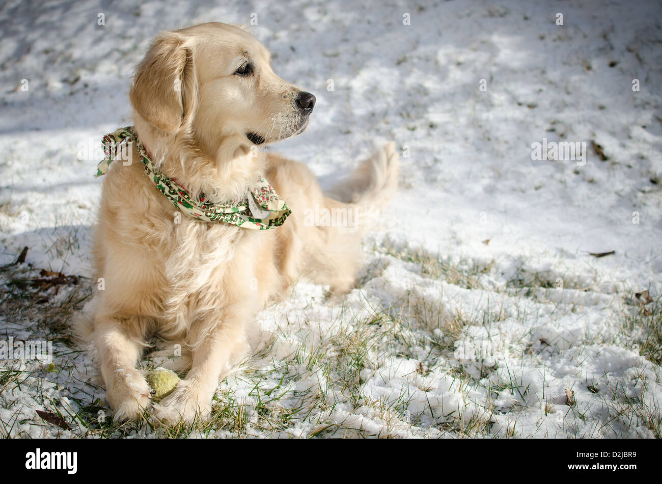 "Chispa' il Golden Retriever giocando con una palla da tennis nella neve Foto Stock