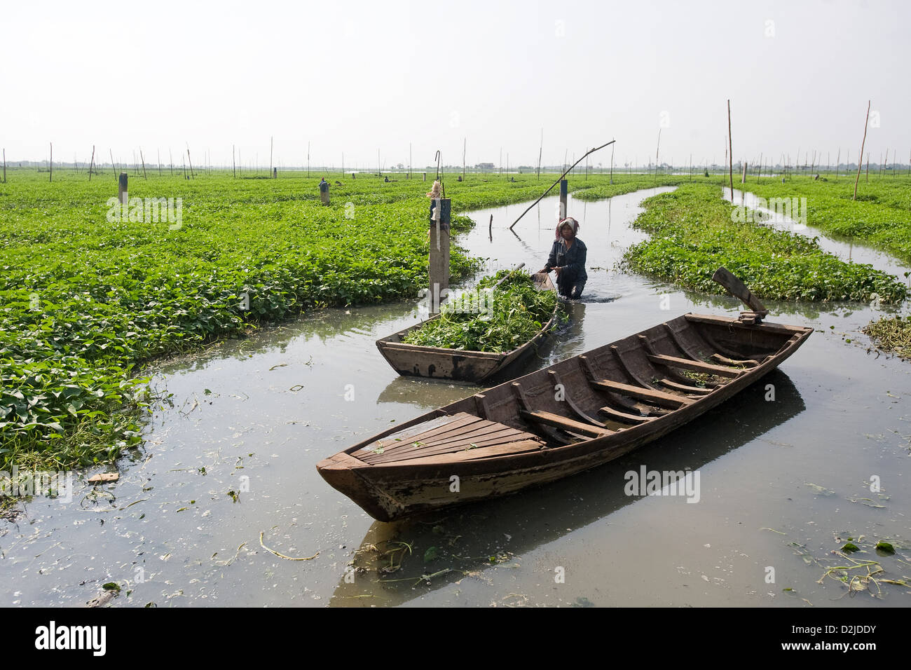 Phnom Penh, Cambogia, una donna che porta una barca piena di acqua spinaci alla riva Foto Stock