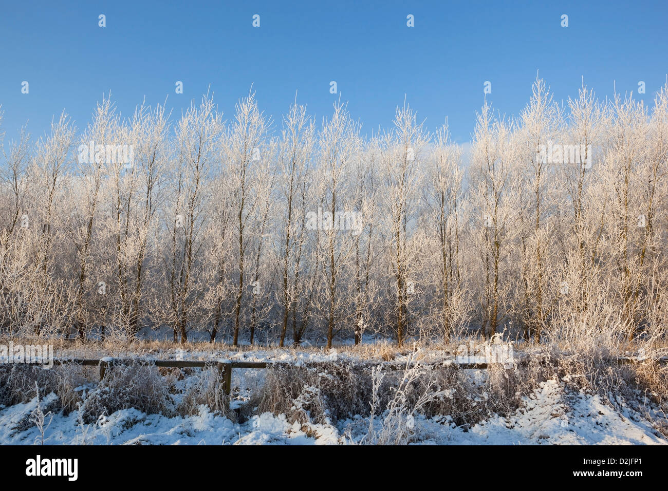 Giovani alberi coperti di brina sotto un cielo blu Foto Stock