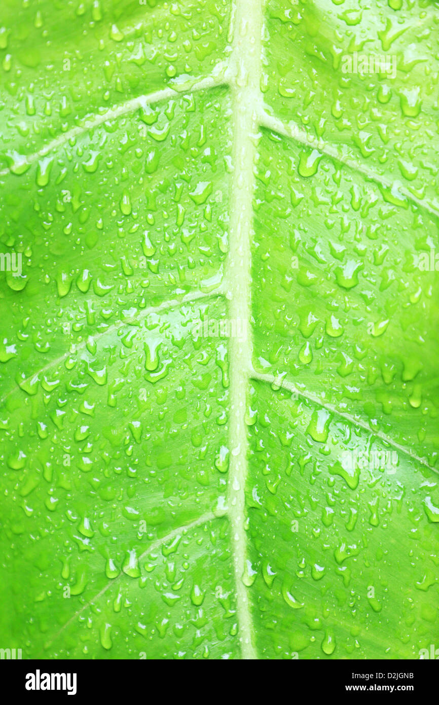 Primo piano della vibrante e testurizzato foglia verde dello sfondo con fresche goccioline di acqua Foto Stock