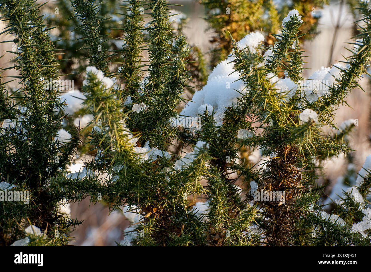 Neve su gorse Foto Stock