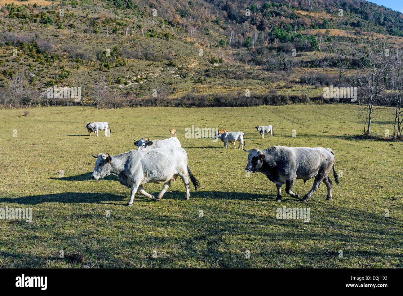 Guascone del bestiame in pascolo invernale, Pirenei francesi Foto Stock