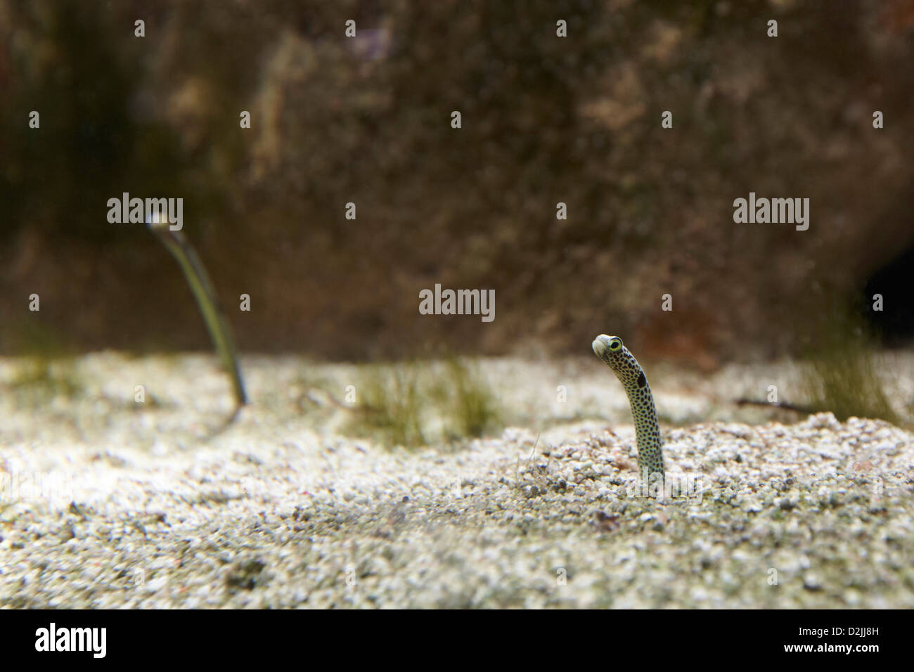 Giardino anguille, la Casa delle Palme, Kew Gardens, London, Regno Unito Foto Stock