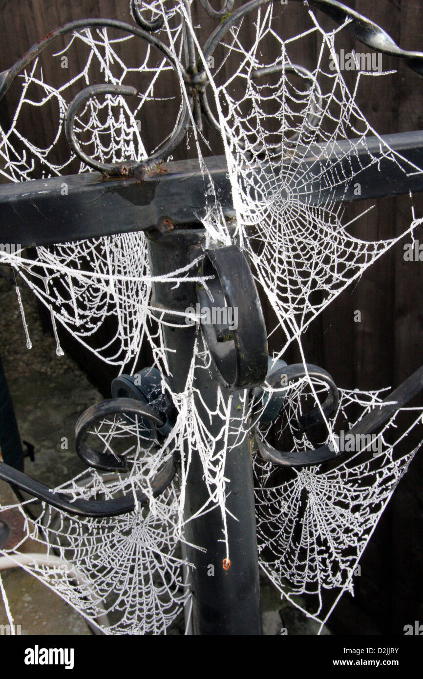 Un gelido mattina evidenzia il ragno webs Foto Stock