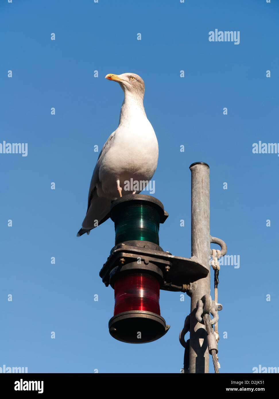 Adulto Aringa europeo permanente di gabbiano sulla cima di una navigazione array di luce Foto Stock