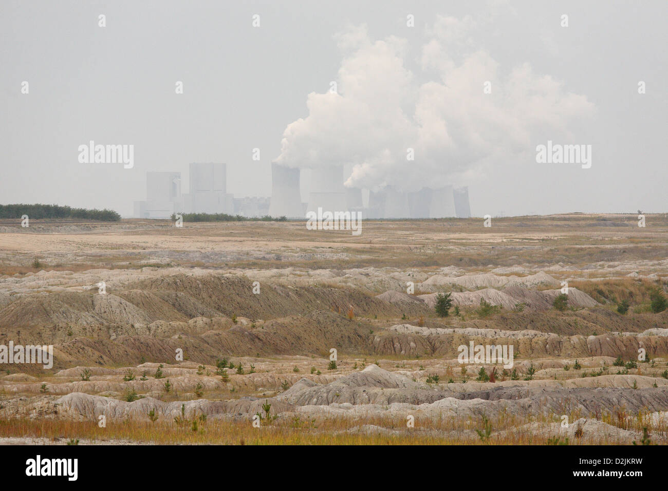 Nochten, Germania, Rekultivierungsflaeche WN 308 nel distretto forestale Nochten-Vattenfall Foto Stock