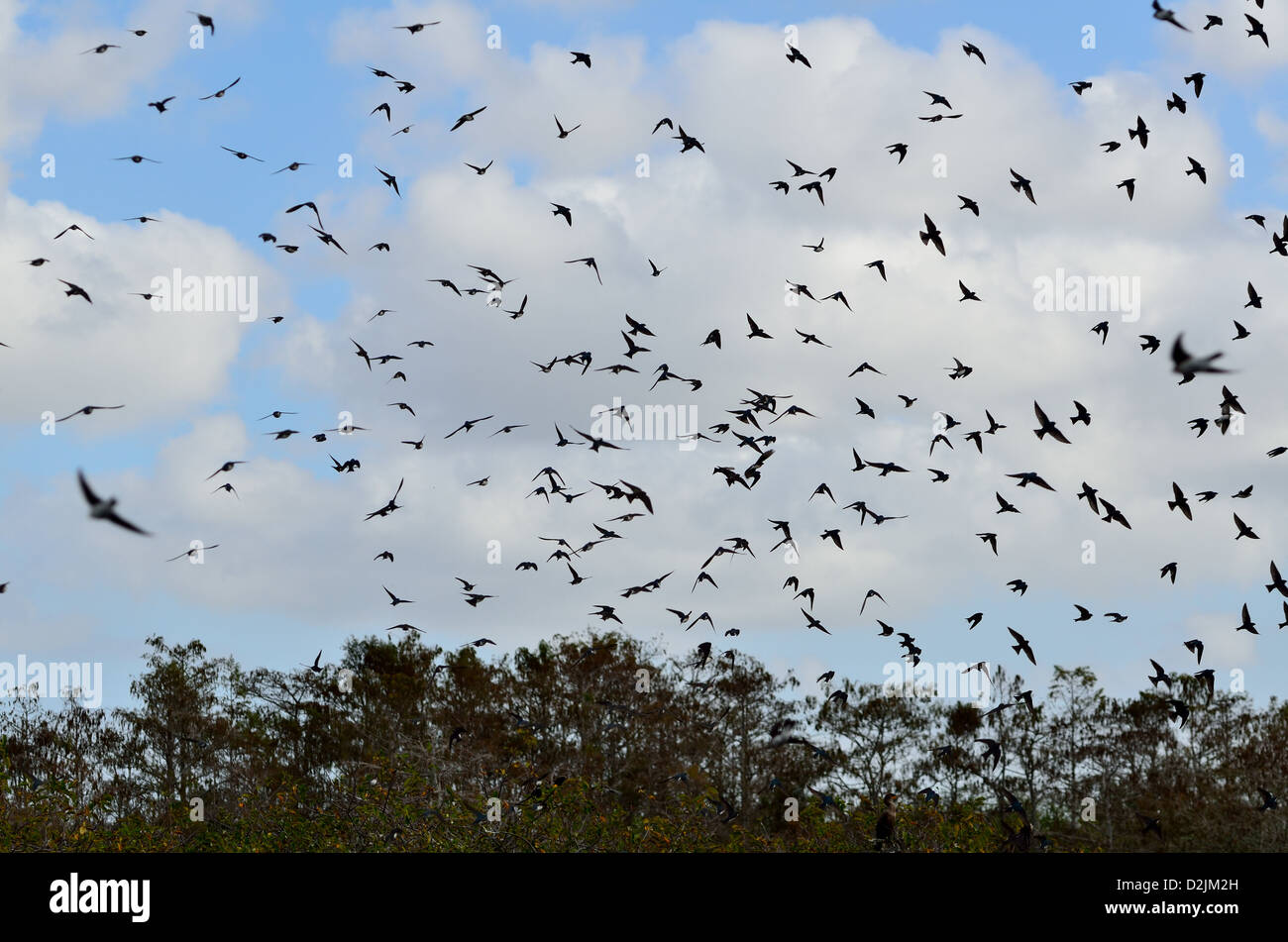 Uno stormo di uccelli volare su Marsh. Il parco nazionale delle Everglades, Florida, Stati Uniti d'America. Foto Stock