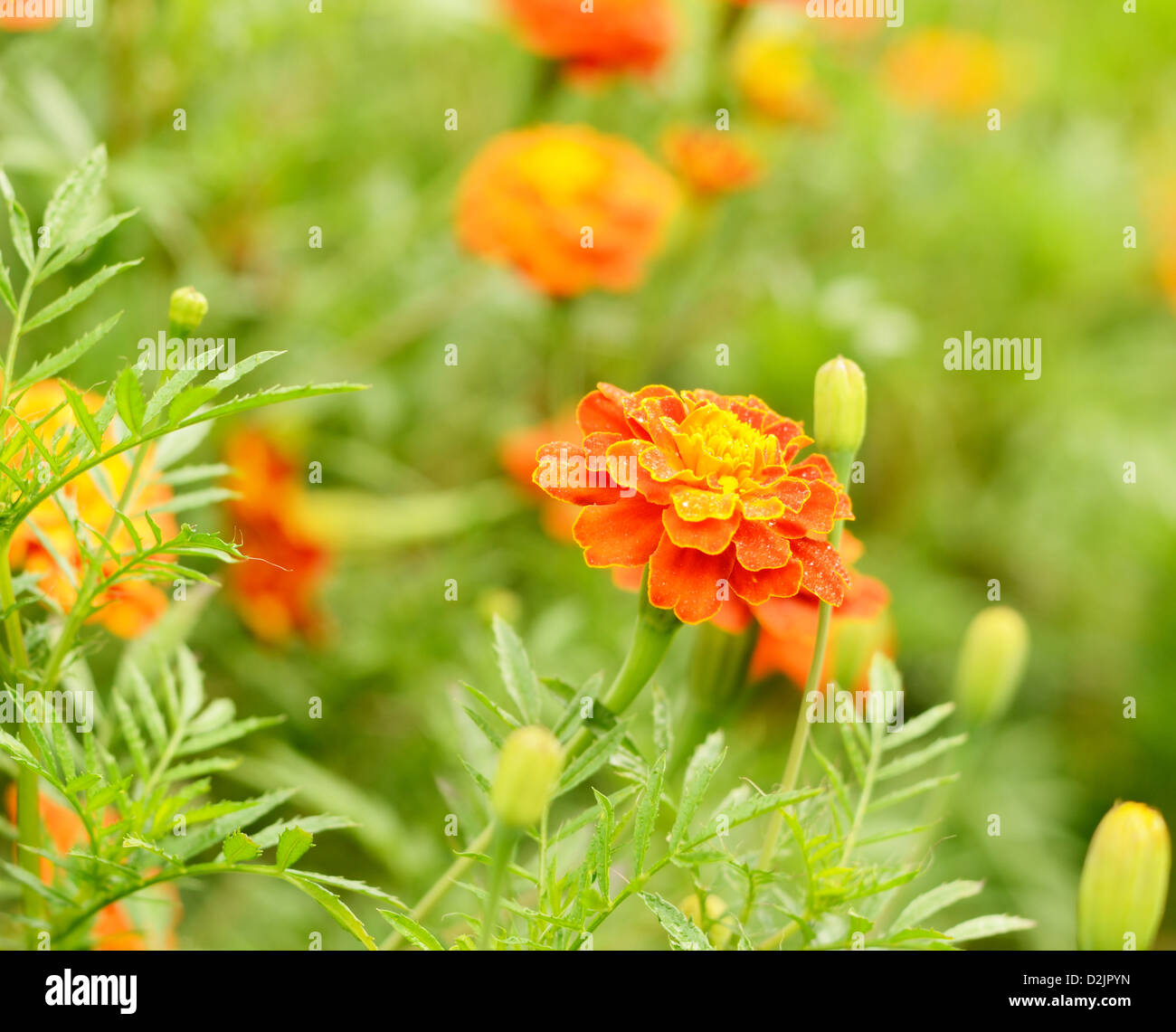 Tagetes fiori di rugiada closeup photo Foto Stock