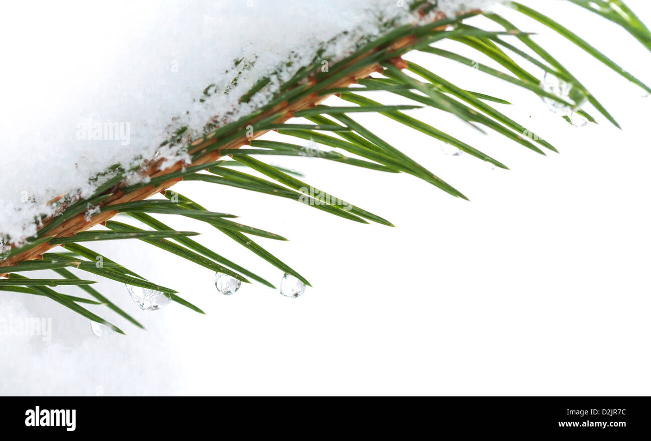 Abete del ramo con la neve e acqua congelata scende su di essa Foto Stock
