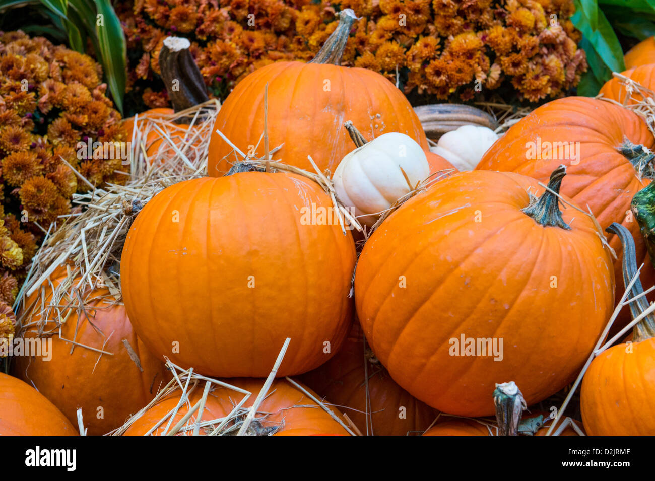 Una varietà di zucche colorate Foto Stock