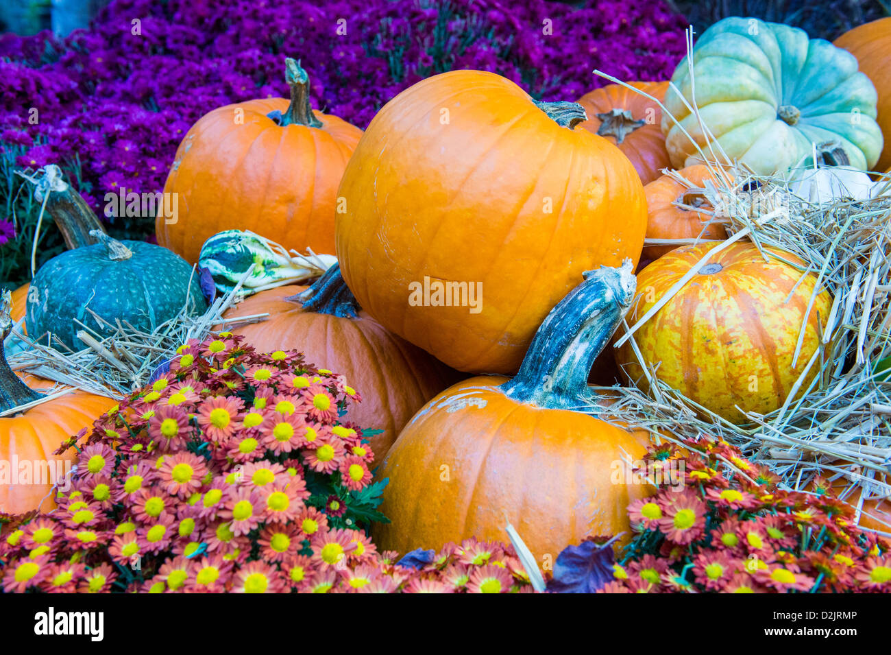 Una varietà di zucche colorate Foto Stock