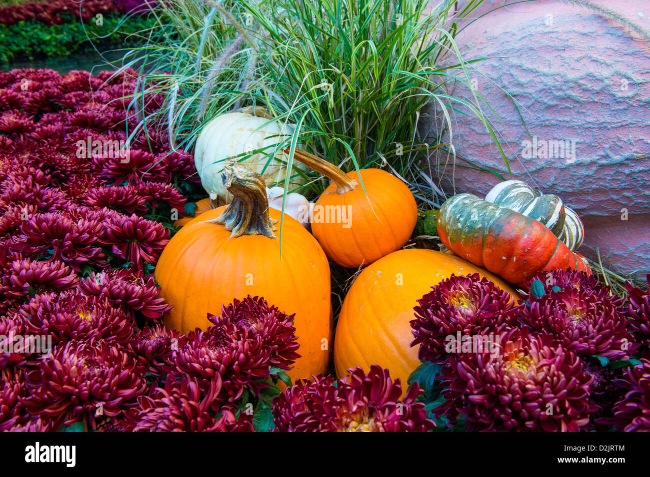 Una varietà di zucche colorate Foto Stock