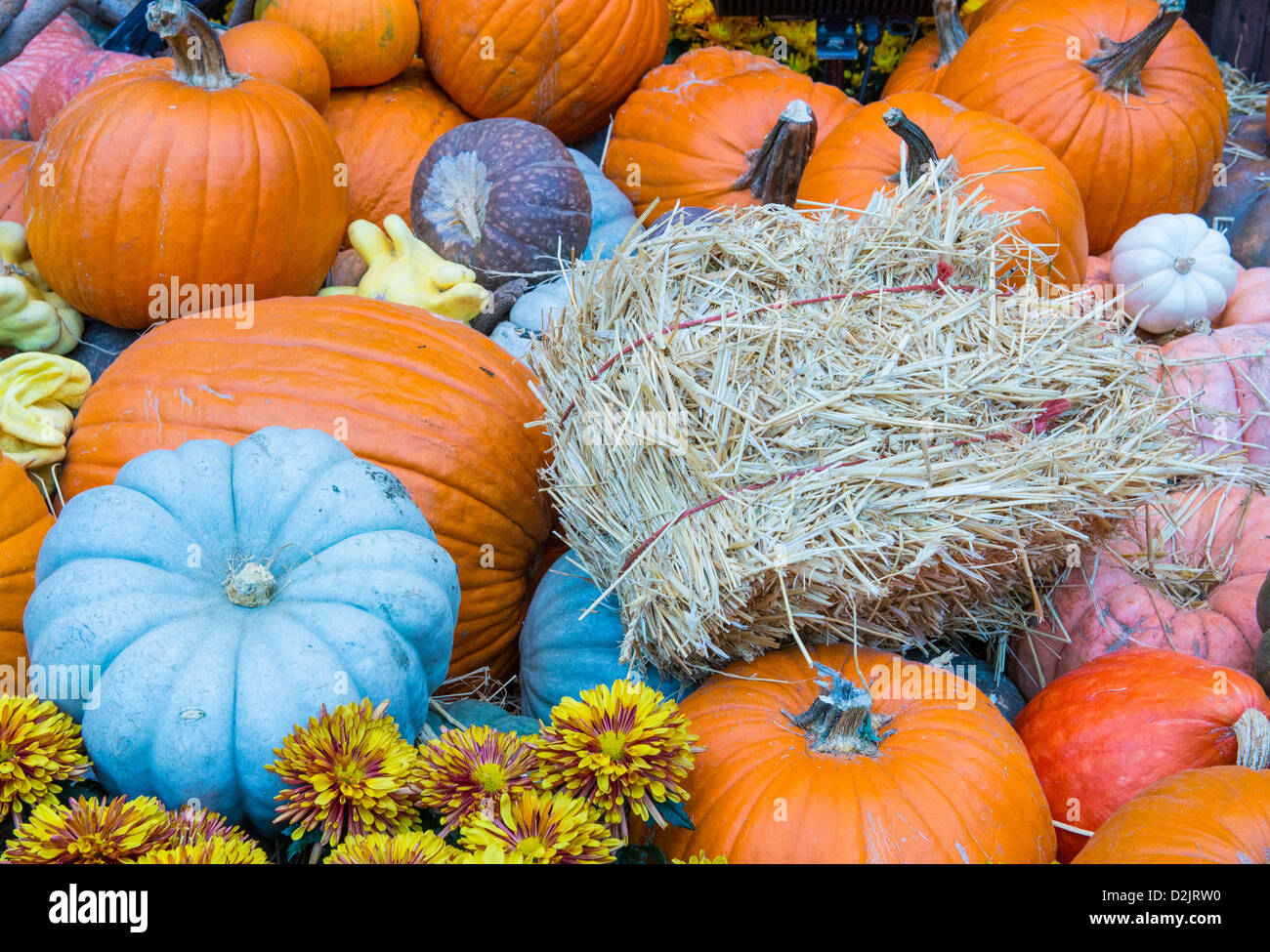Una varietà di zucche colorate Foto Stock
