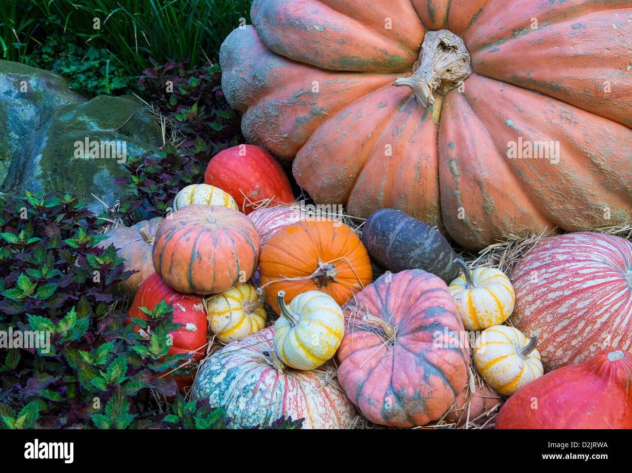 Una varietà di zucche colorate Foto Stock