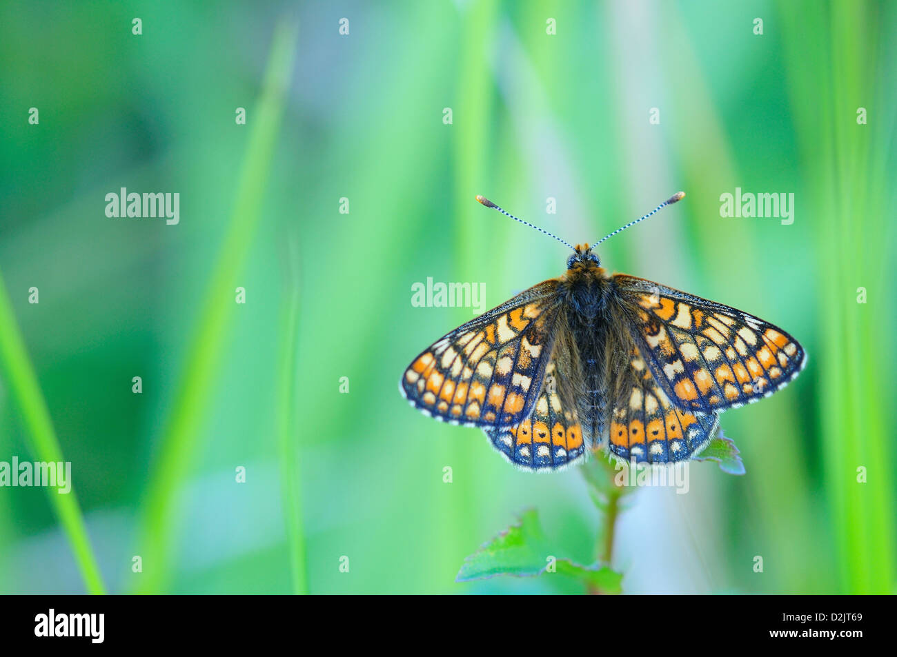 Un marsh fritillary butterfly Foto Stock