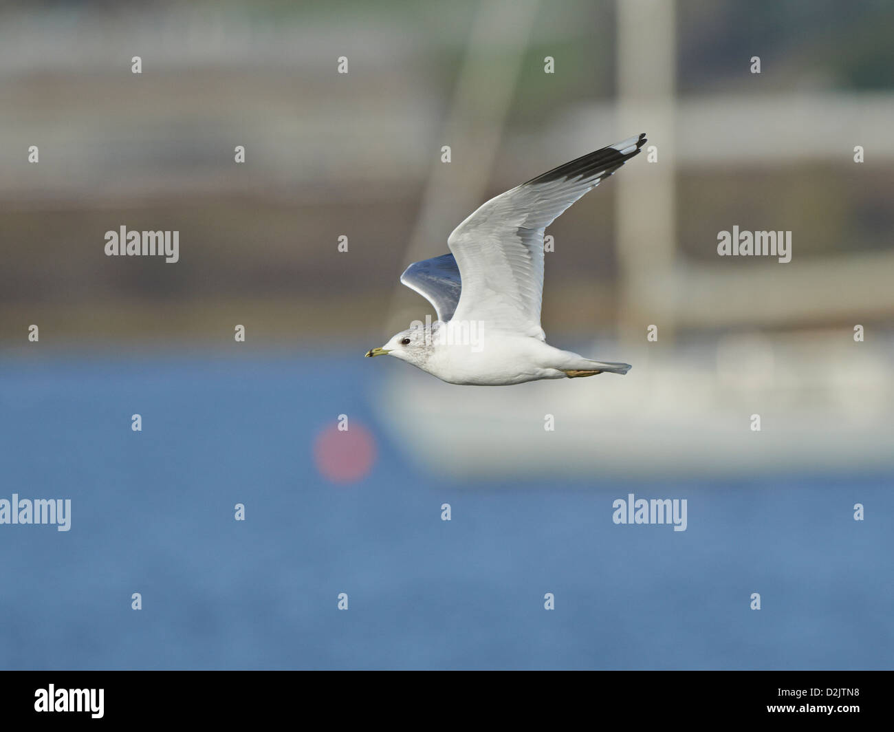 Gabbiano comune in volo Foto Stock