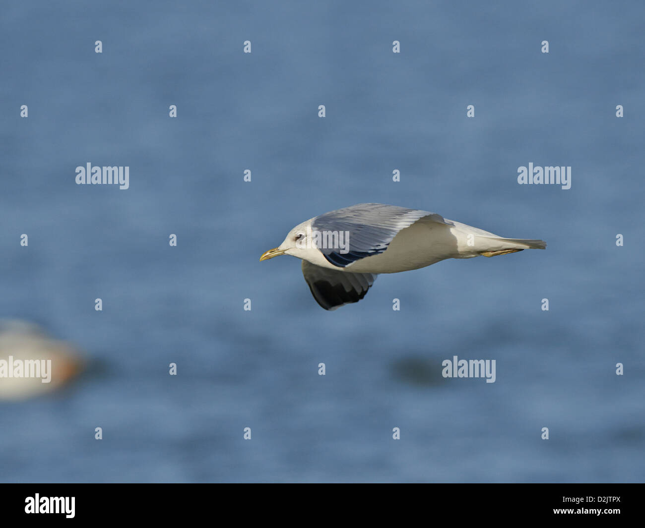 Gabbiano comune in volo Foto Stock