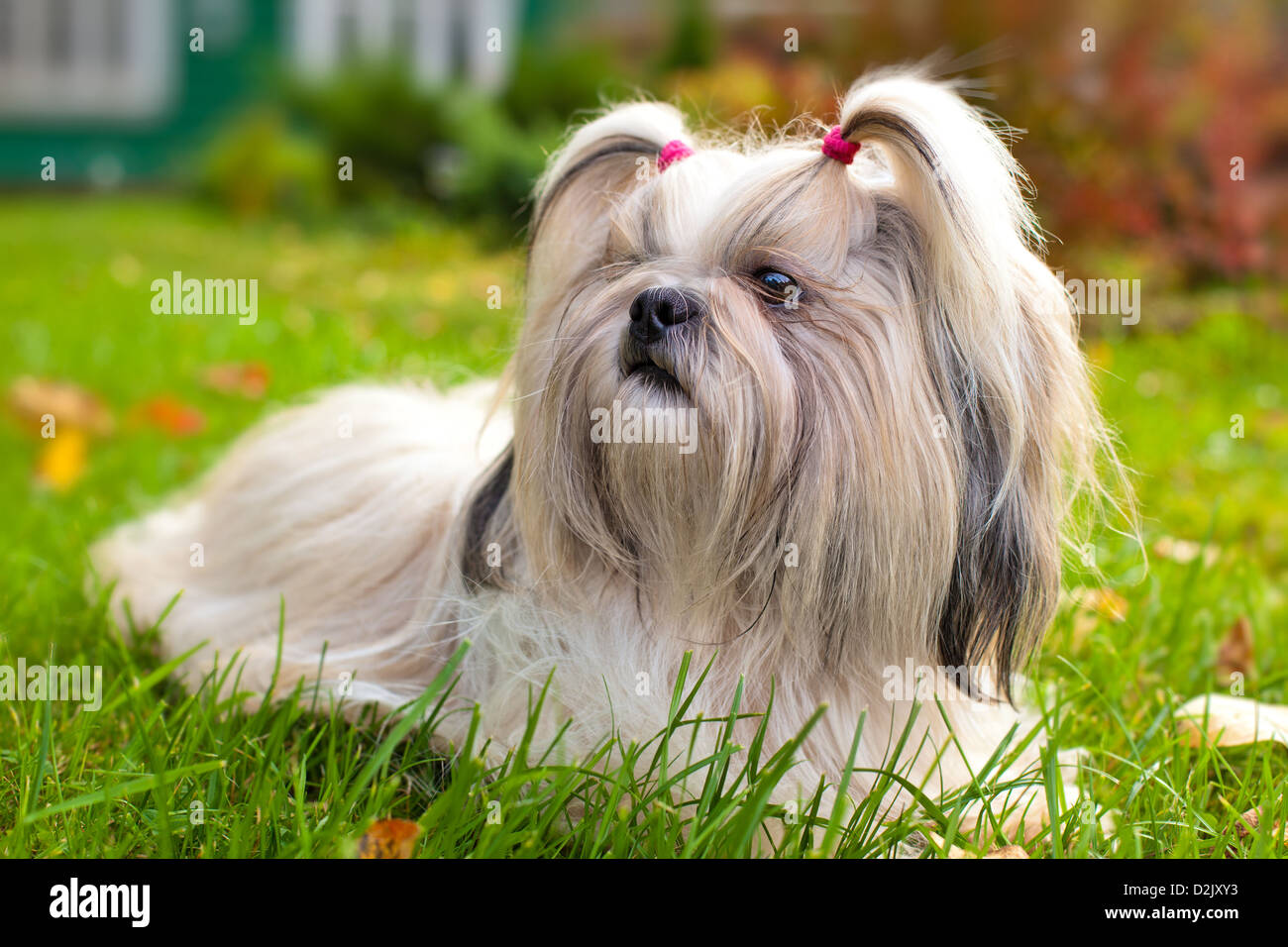 Shih tzu cane sdraiati sull'erba. Foto Stock