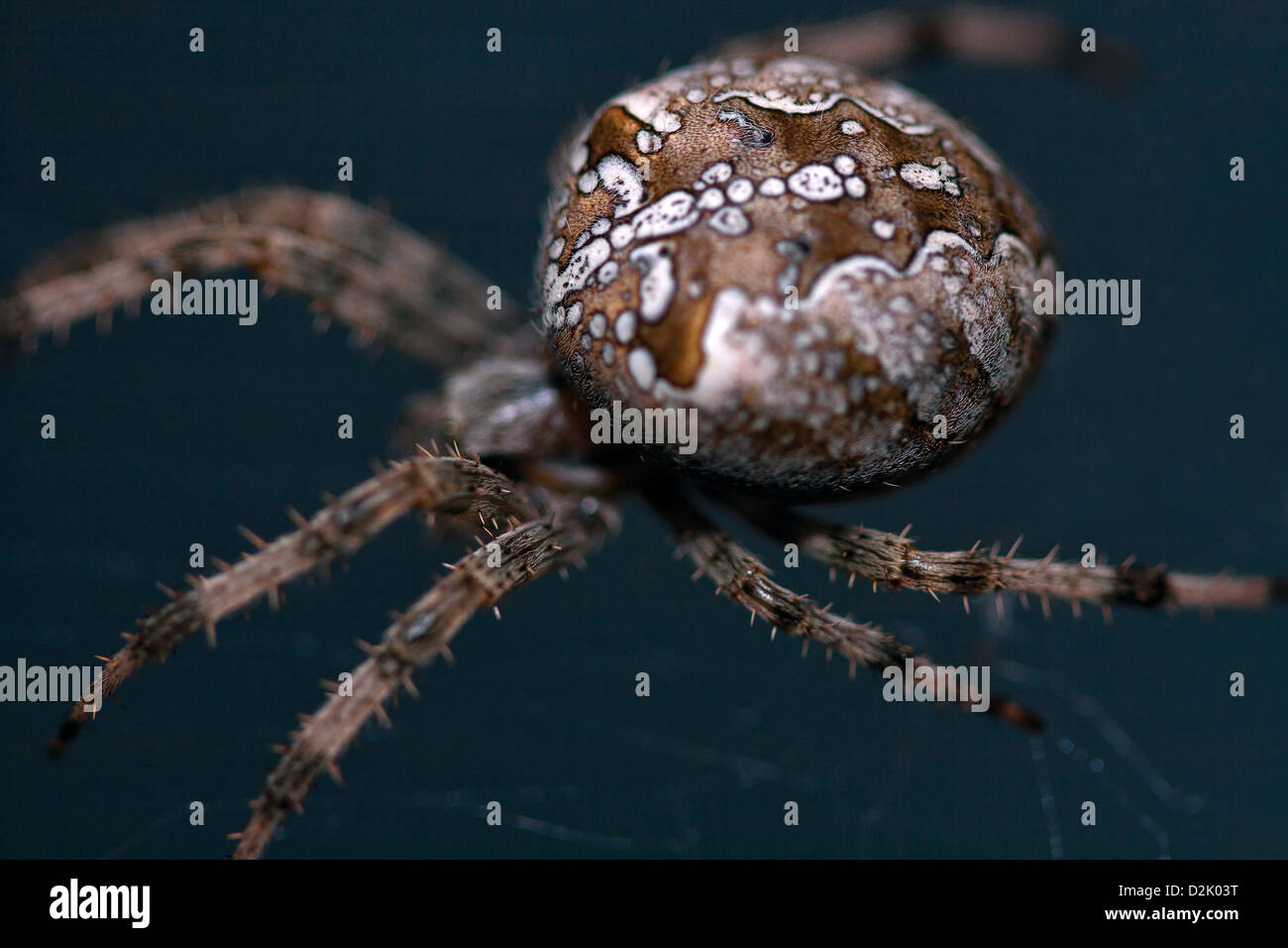 Macro di grande giardino ragno in rete Foto Stock