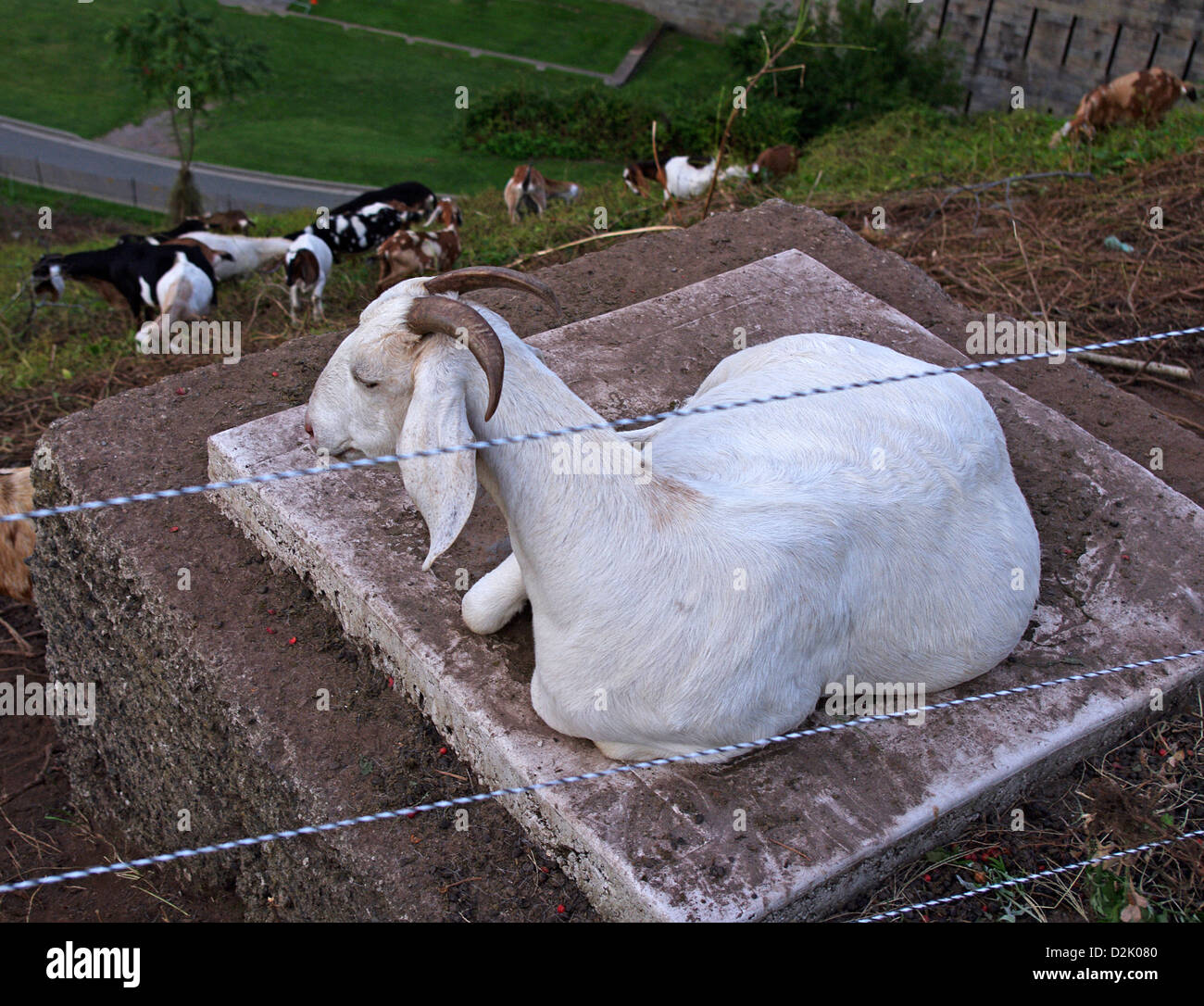 Anglo-Nubian capre di lavoro protetti dietro il recinto mentre pascolando fastidio vegetazione invasiva sullo storico Fort Wadsworth Hillside Foto Stock