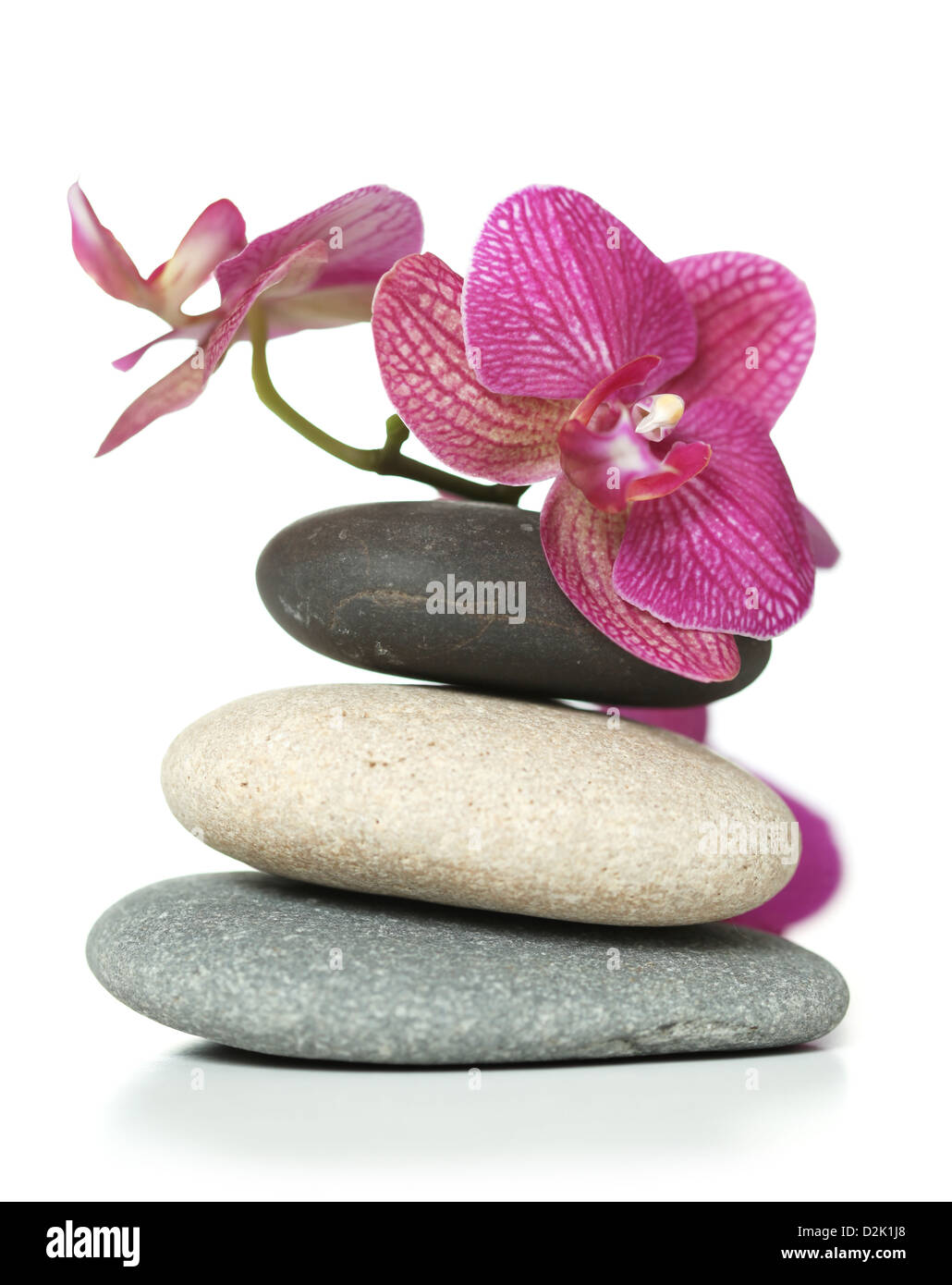 Orchid posa su pietre Foto Stock