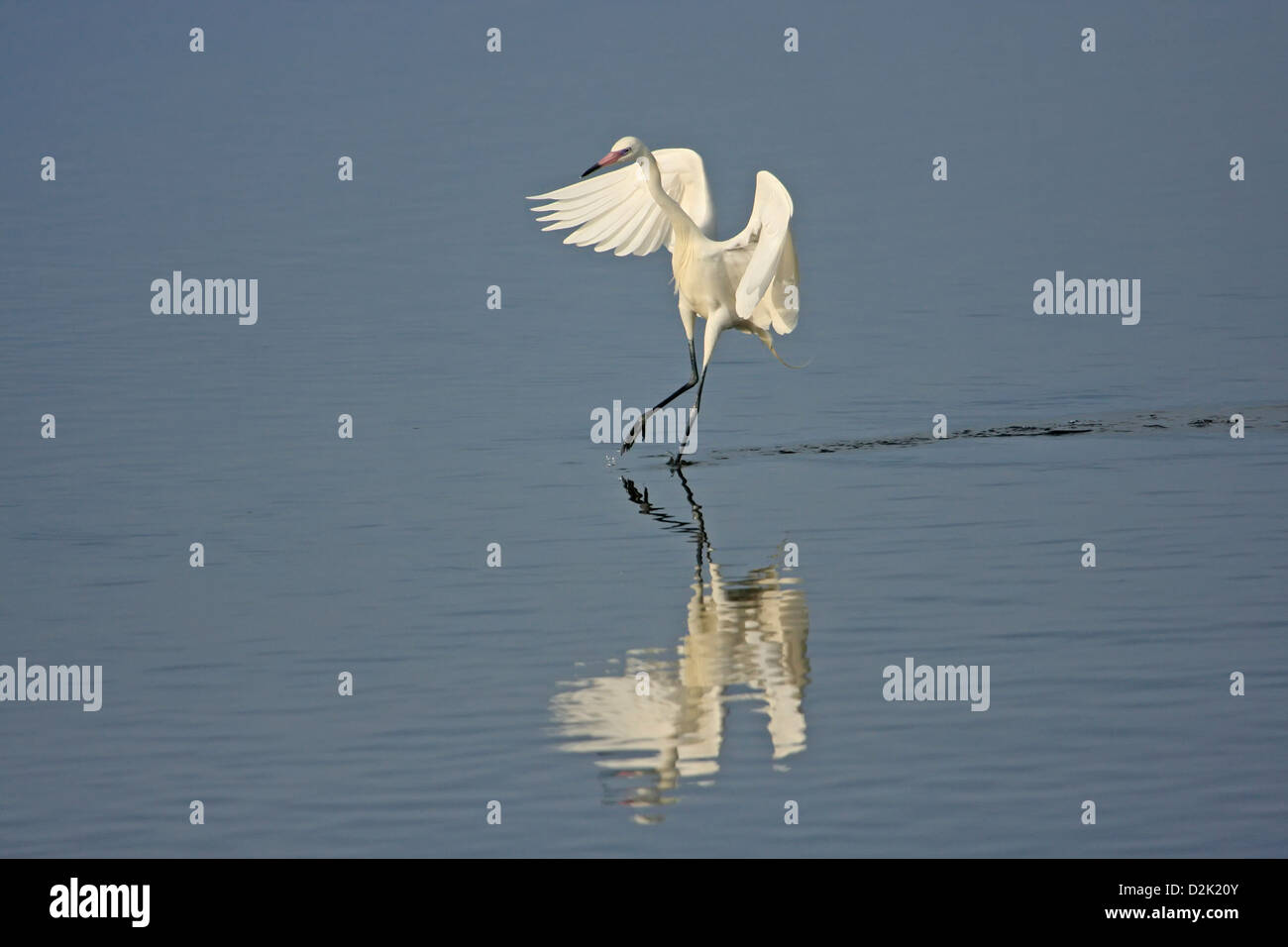 Reddish Garzetta (Egretta rufescens) con morph bianco Foto Stock Reddish Garzetta (Egretta rufescens) con morph bianco Foto Stock
