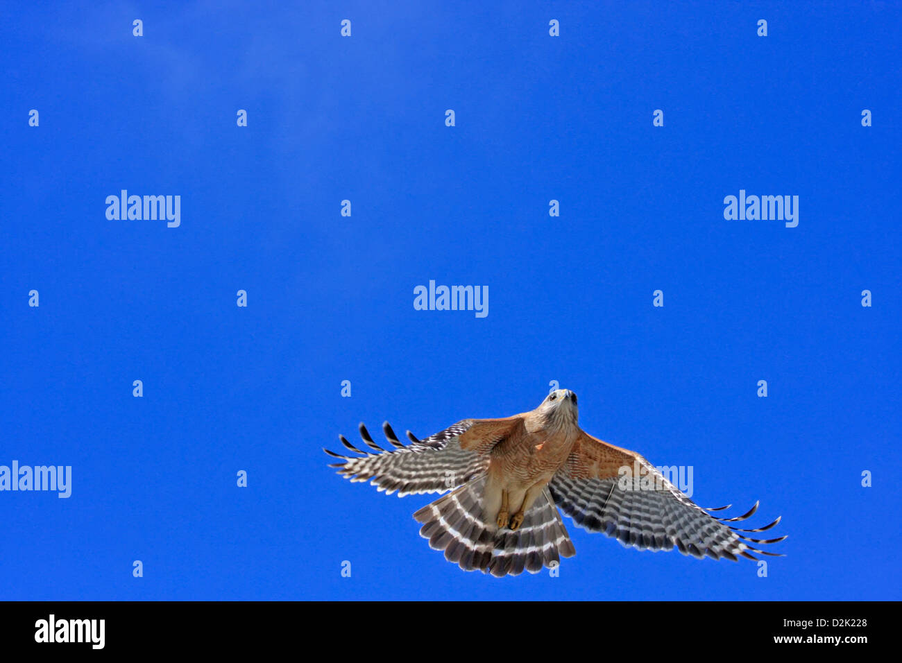 Red-Hawk con spallamento (Buteo lineatus) battenti Foto Stock