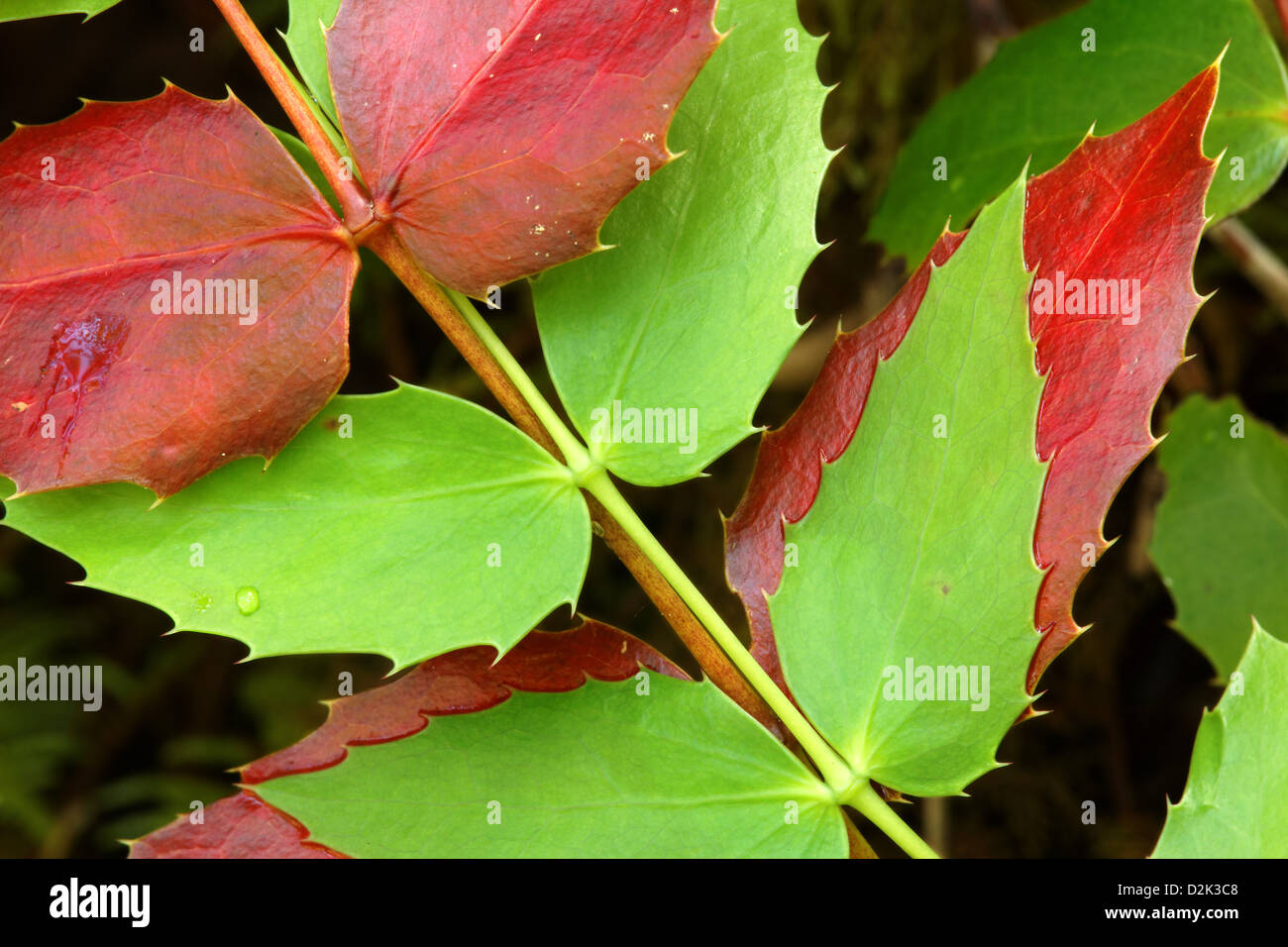 Il rosso e il verde oregon-foglie di uva, Vista Cascate Canyon Trail, Quilcene, Jefferson County, Washington, Stati Uniti d'America Foto Stock
