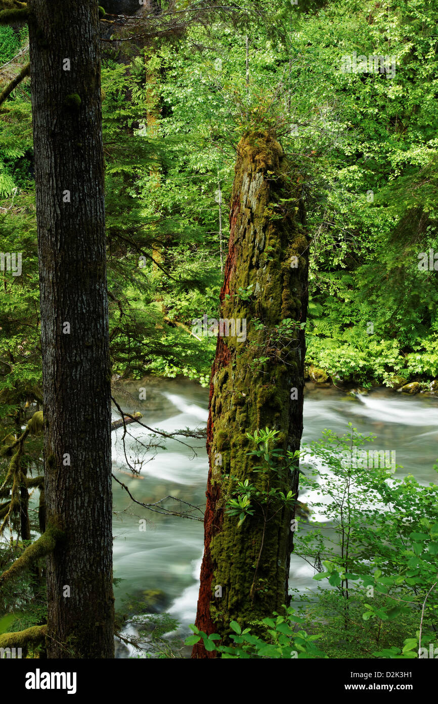 Grande Fiume Quilcene dalla vista cascate Canyon Trail, Quilcene, Jefferson County, Washington, Stati Uniti d'America Foto Stock