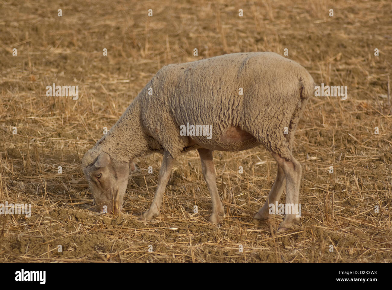 Agnello di pascolo Foto Stock