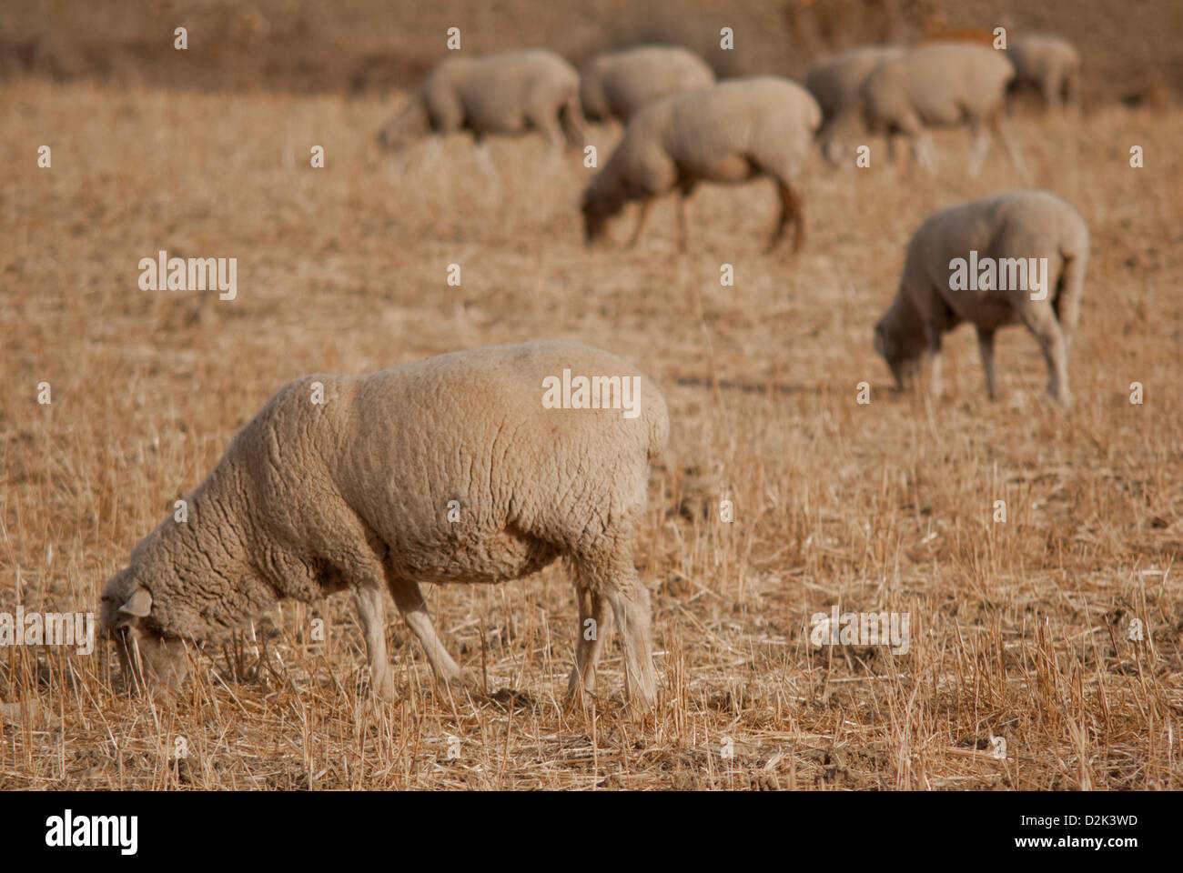 Gregge di pecore Foto Stock