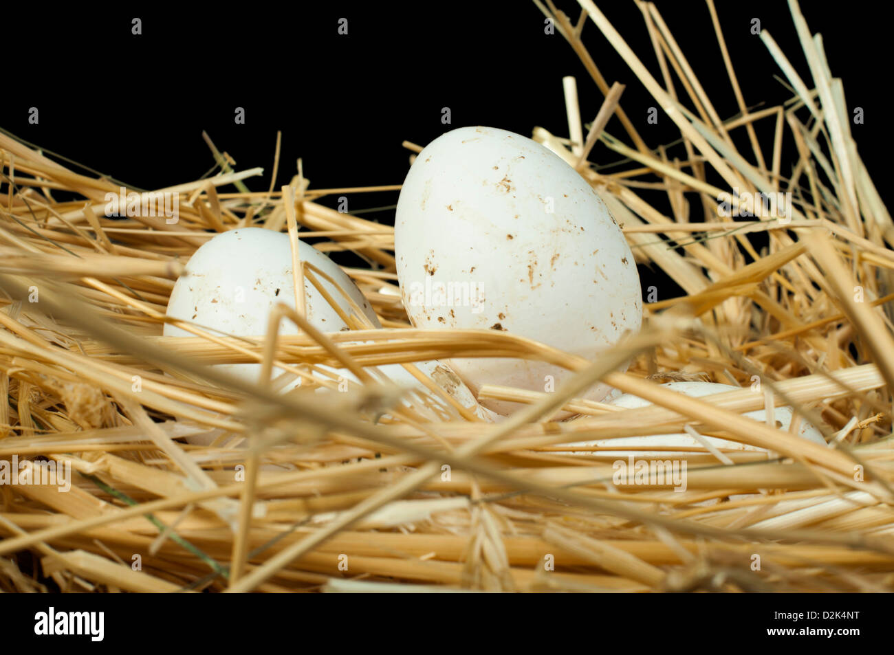 Organici di uova di colore bianco dal domestic farm. Le uova in un nido di paglia Foto Stock