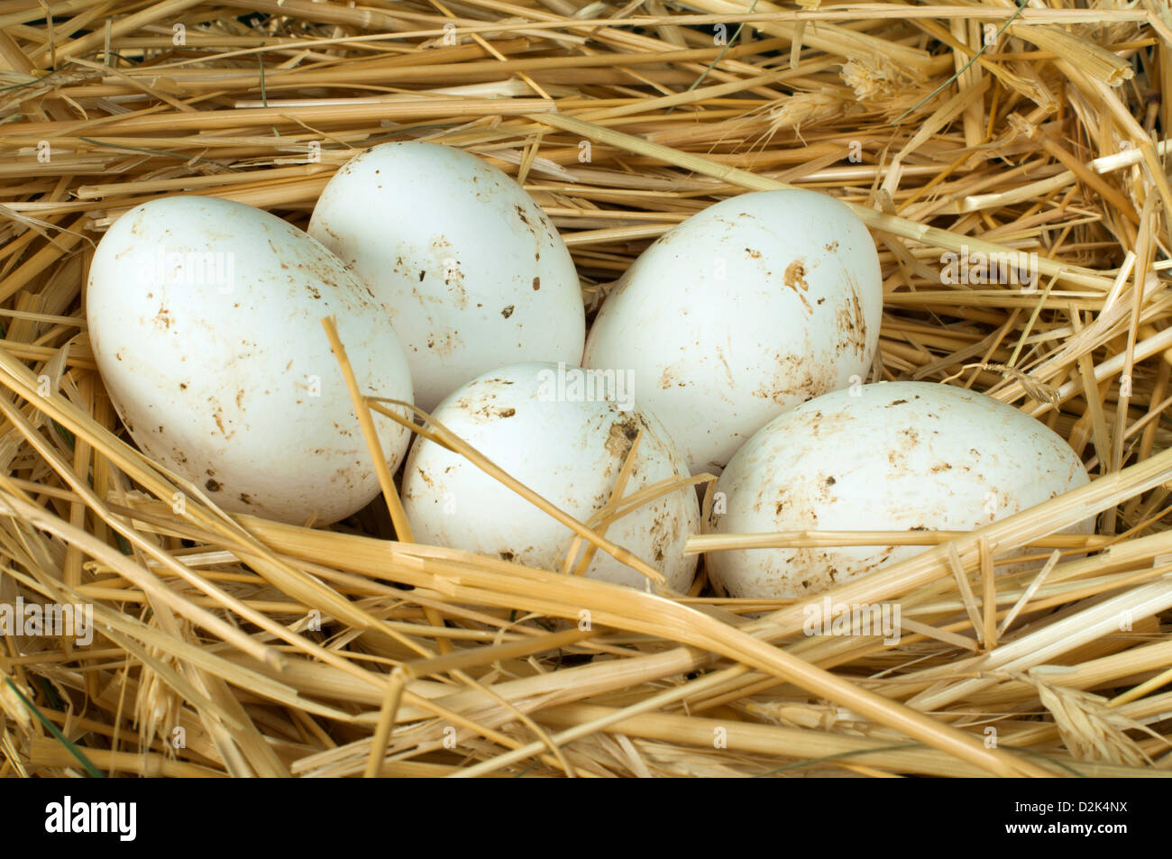 Organici di uova di colore bianco dal domestic farm. Le uova in un nido di paglia Foto Stock