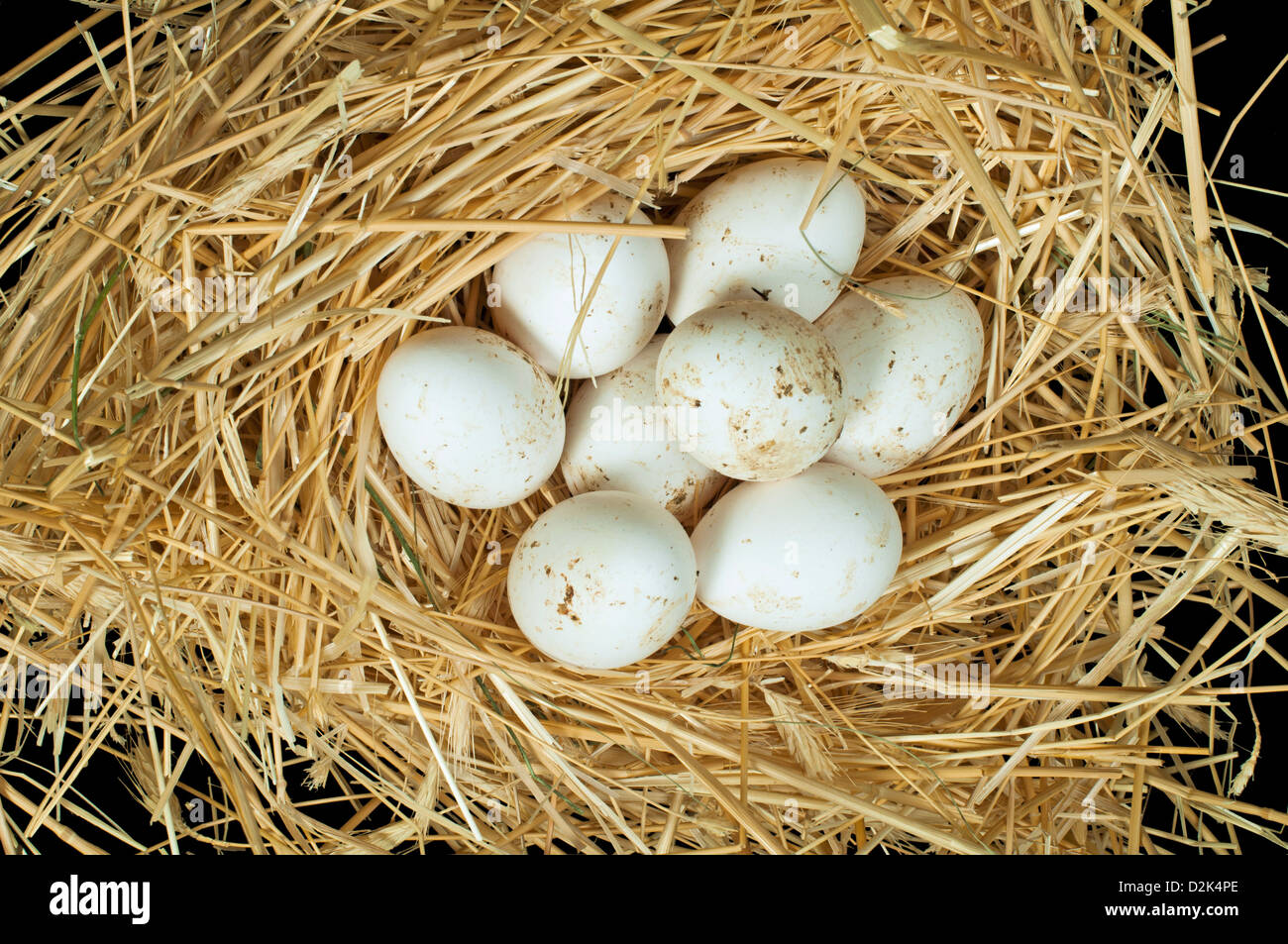 Organici di uova di colore bianco dal domestic farm. Le uova in un nido di paglia Foto Stock