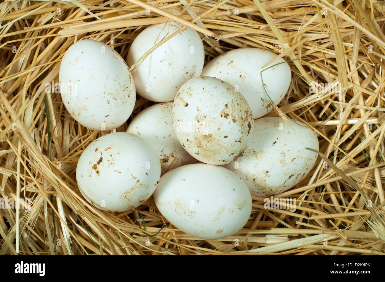 Organici di uova di colore bianco dal domestic farm. Le uova in un nido di paglia Foto Stock