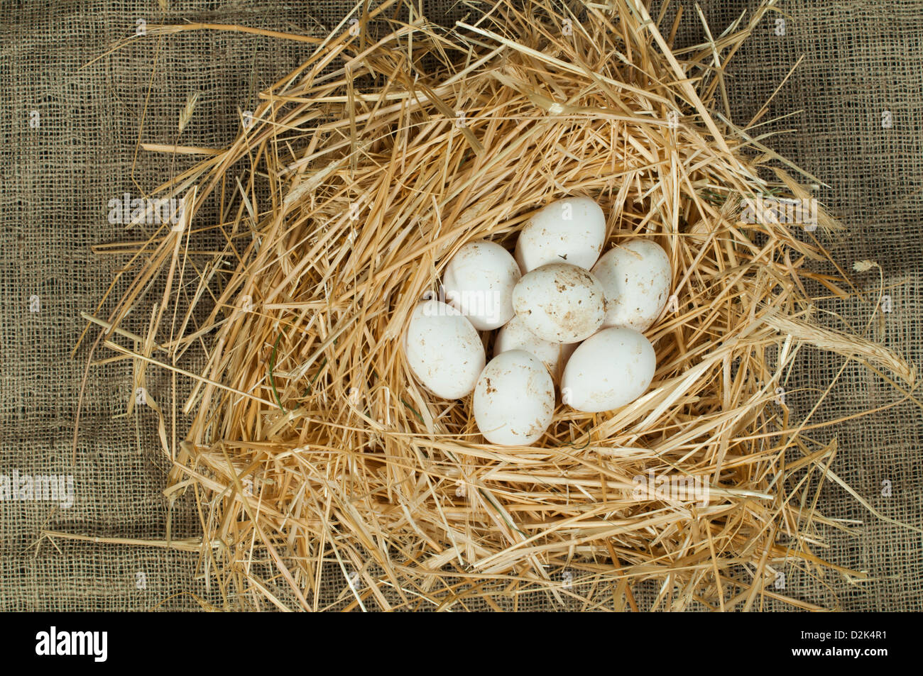 Organici di uova di colore bianco dal domestic farm. Le uova in un nido di paglia Foto Stock