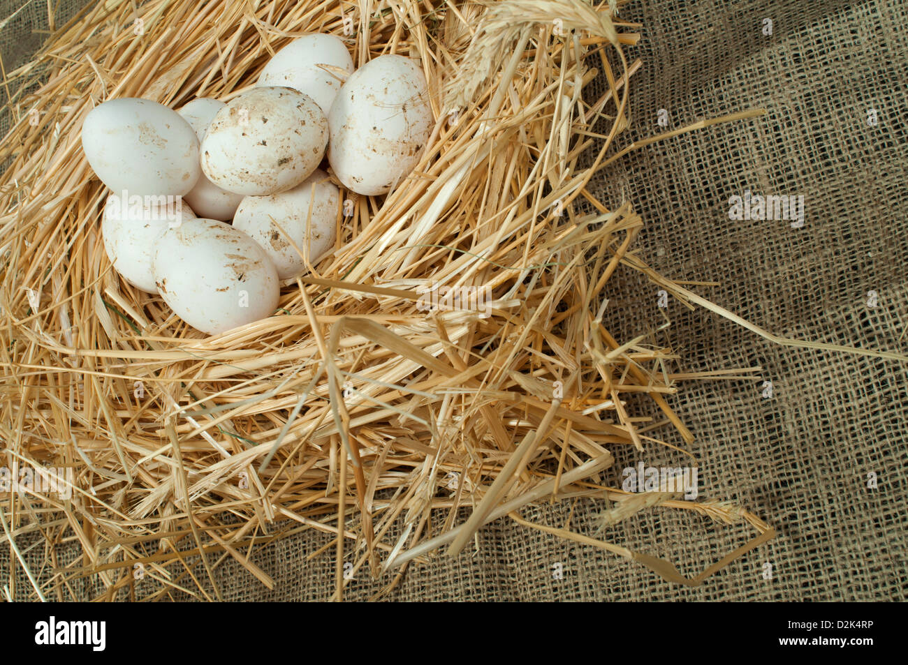 Organici di uova di colore bianco dal domestic farm. Le uova in un nido di paglia Foto Stock
