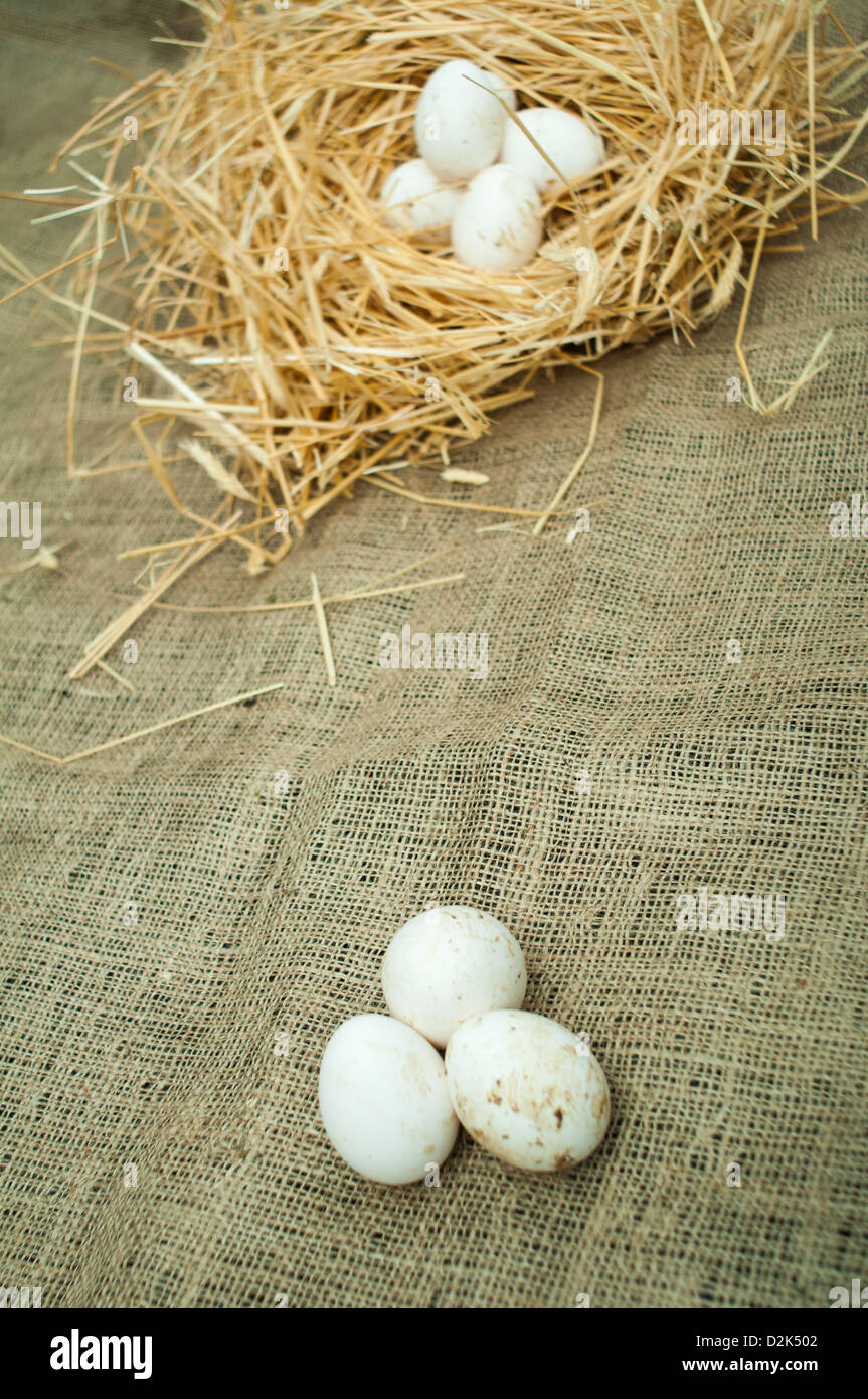Organici di uova di colore bianco dal domestic farm. Le uova in un nido di paglia Foto Stock