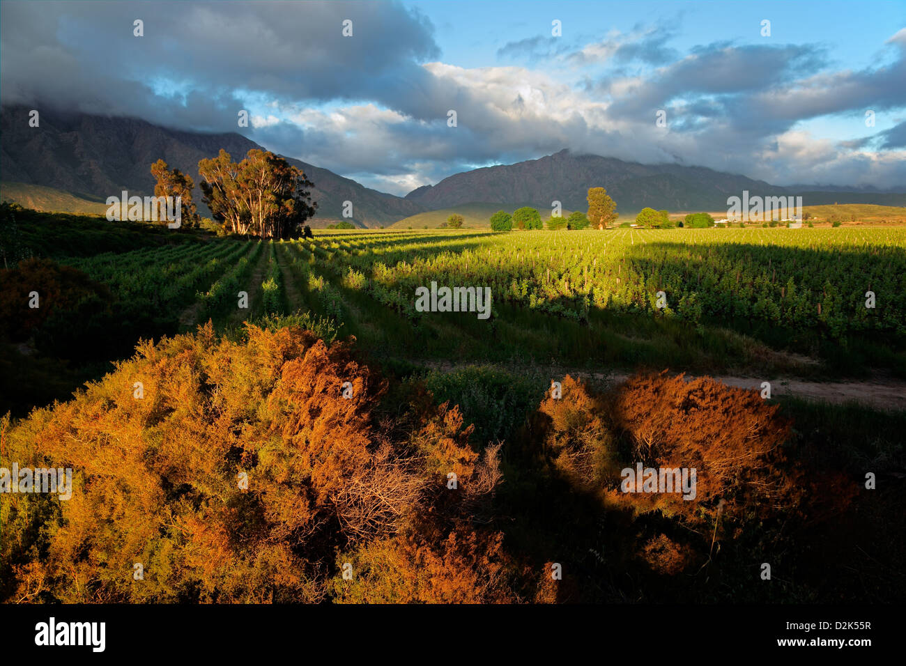 Paesaggio di una vigna lussureggiante contro uno sfondo di montagne, Western Cape, Sud Africa Foto Stock Paesaggio di una vigna lussureggiante contro uno sfondo di montagne, Western Cape, Sud Africa Foto Stock
