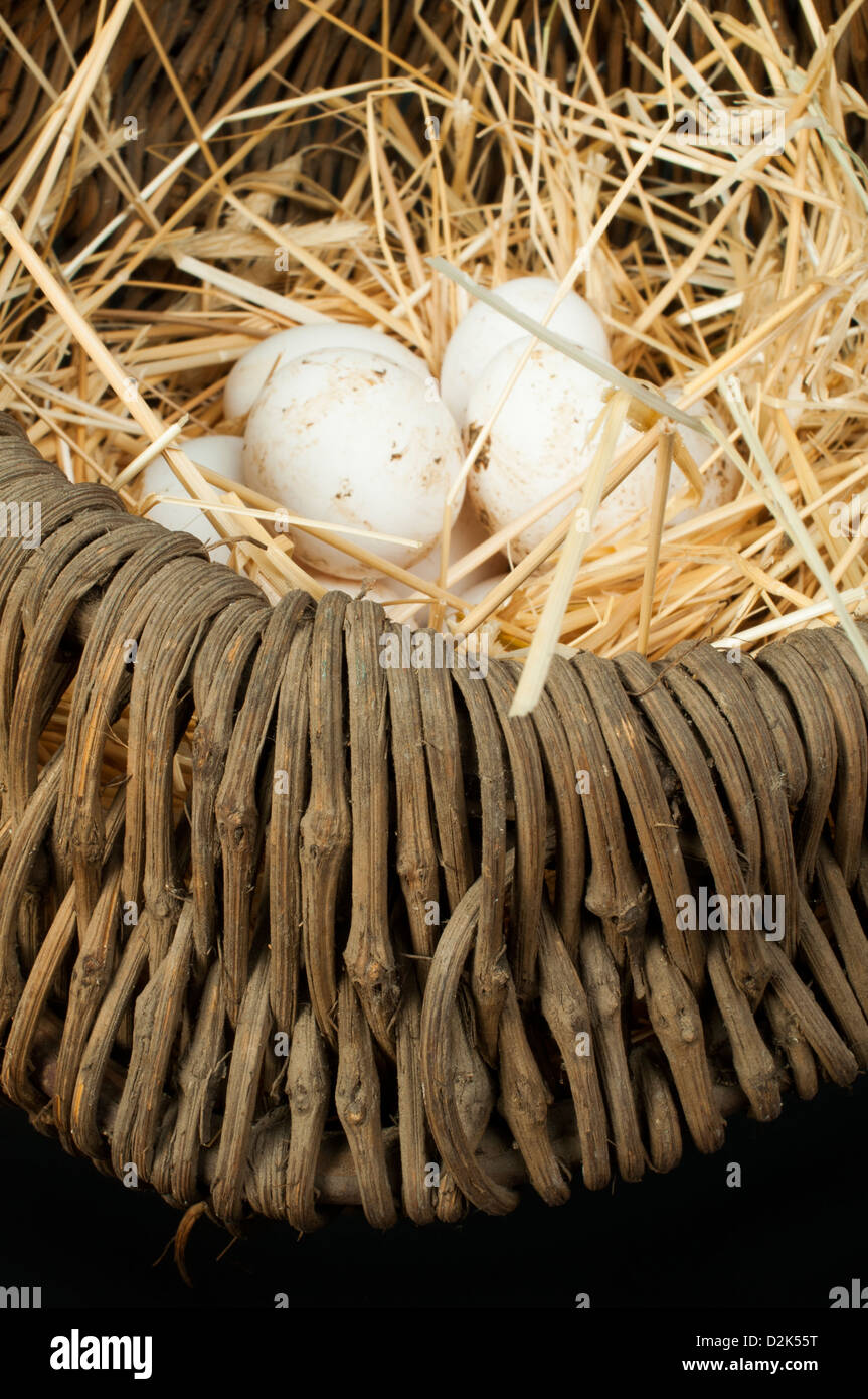 Organici di uova di colore bianco dal domestic farm. Le uova nel paniere vintage. Foto Stock