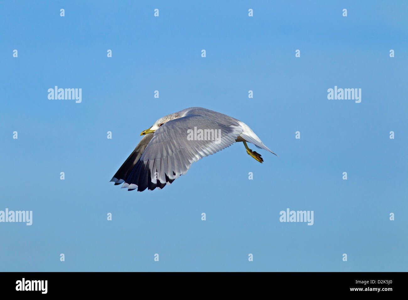 Unico gabbiano comune Larus canus in volo inverno Norfolk Foto Stock