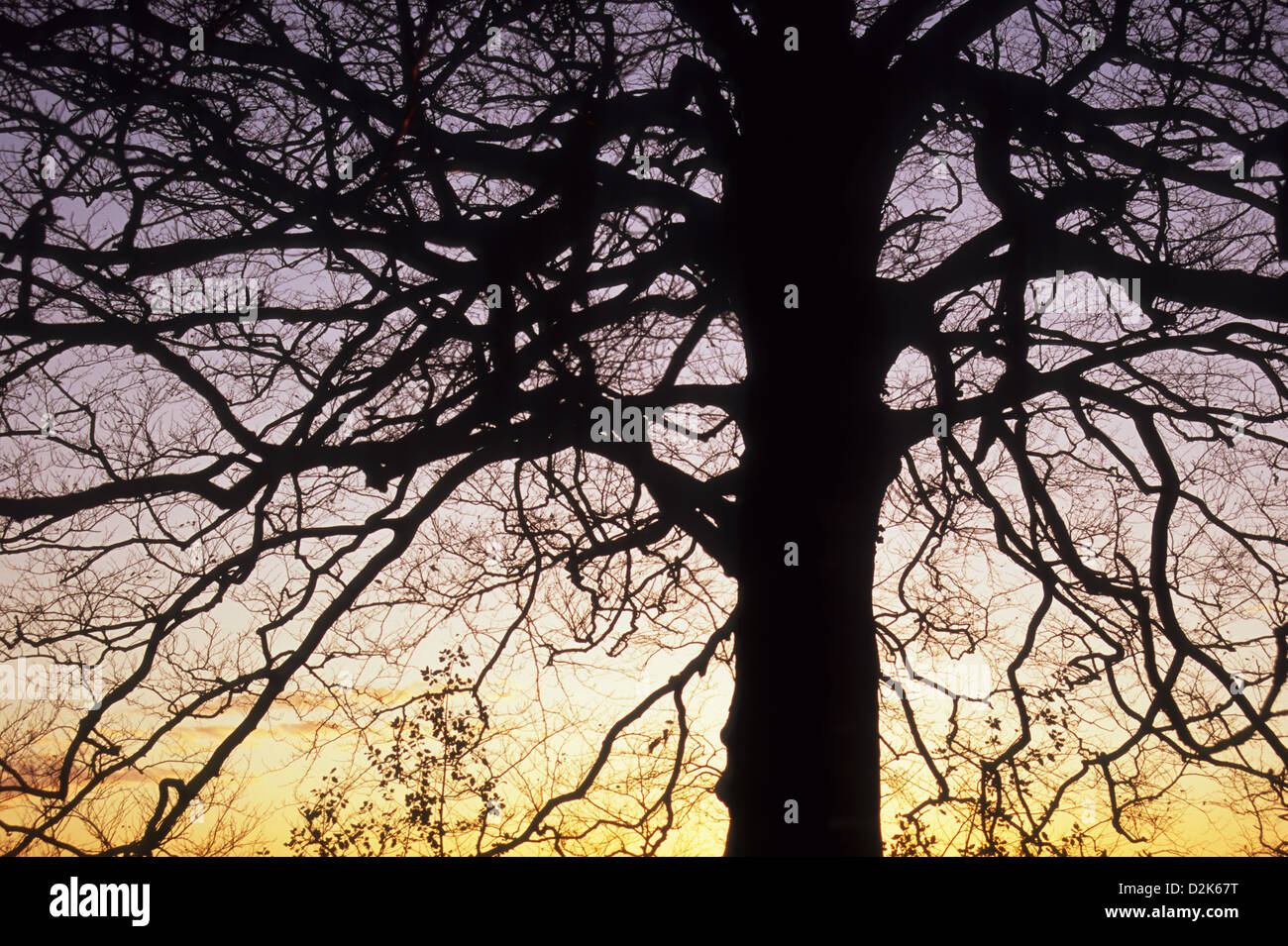 Silhouette di bare inverno comune o faggio Fagus sylvatica tree contro il cielo di sera Foto Stock