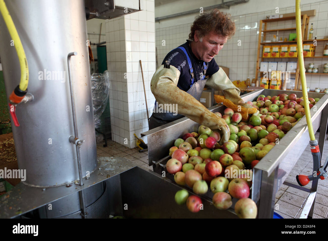 Sieversdorf High-Hofen, Germania, sidro - uomo organizza le mele nel lavaggio auto Foto Stock